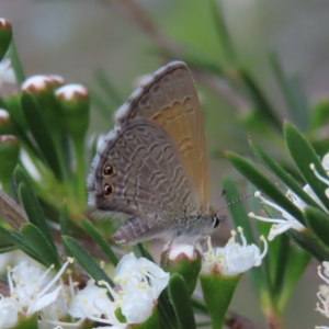 Nacaduba biocellata at QPRC LGA - 9 Dec 2023