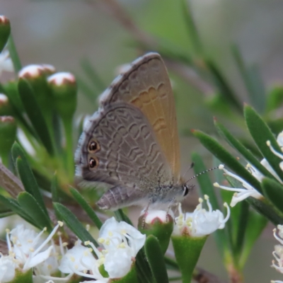 Nacaduba biocellata (Two-spotted Line-Blue) at QPRC LGA - 9 Dec 2023 by MatthewFrawley