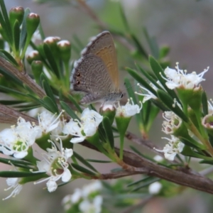 Nacaduba biocellata at QPRC LGA - 9 Dec 2023