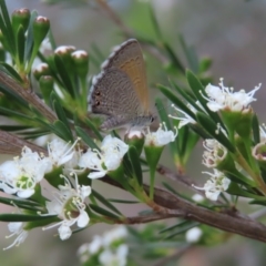 Nacaduba biocellata at QPRC LGA - 9 Dec 2023