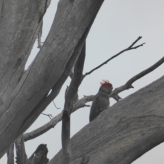 Callocephalon fimbriatum (Gang-gang Cockatoo) at GG128 - 10 Dec 2023 by Mike