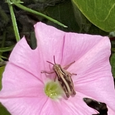 Phaulacridium vittatum (Wingless Grasshopper) at Deakin, ACT - 10 Dec 2023 by JamonSmallgoods