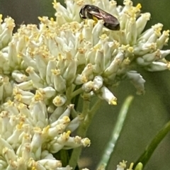 Apiformes (informal group) (Unidentified bee) at Red Hill Nature Reserve - 10 Dec 2023 by JamonSmallgoods