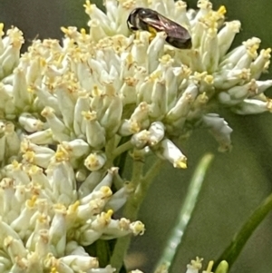 Apiformes (informal group) at Red Hill NR (RED) - 10 Dec 2023 01:50 PM