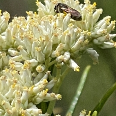 Apiformes (informal group) (Unidentified bee) at Deakin, ACT - 10 Dec 2023 by JamonSmallgoods