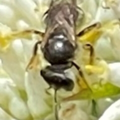 Apiformes (informal group) at Red Hill NR (RED) - 10 Dec 2023