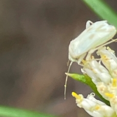 Miridae (family) (Unidentified plant bug) at Deakin, ACT - 10 Dec 2023 by JamonSmallgoods