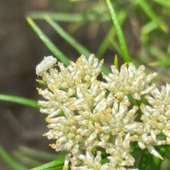 Miridae (family) at Red Hill NR (RED) - 10 Dec 2023