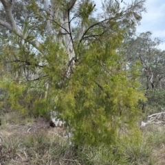 Exocarpos cupressiformis (Cherry Ballart) at Cook, ACT - 10 Dec 2023 by lbradley