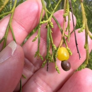 Exocarpos cupressiformis at Cook, ACT - 10 Dec 2023