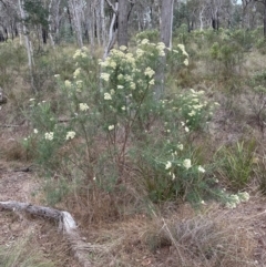 Cassinia longifolia (Shiny Cassinia, Cauliflower Bush) at Cook, ACT - 10 Dec 2023 by lbradley