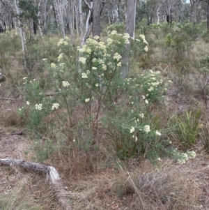 Cassinia longifolia at Cook, ACT - 10 Dec 2023
