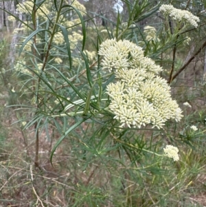 Cassinia longifolia at Cook, ACT - 10 Dec 2023 05:14 PM