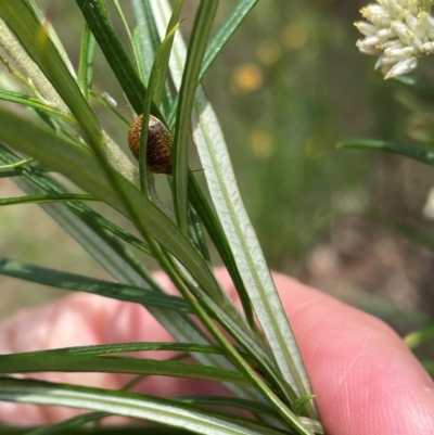 Paropsisterna decolorata (A Eucalyptus leaf beetle) at Deakin, ACT - 10 Dec 2023 by JamonSmallgoods