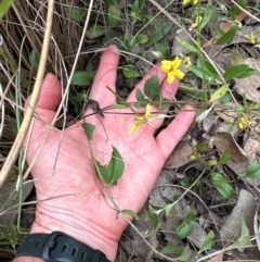 Goodenia hederacea subsp. hederacea (Ivy Goodenia, Forest Goodenia) at Canberra Central, ACT - 10 Dec 2023 by lbradley