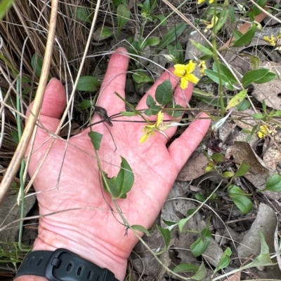 Goodenia hederacea subsp. hederacea (Ivy Goodenia, Forest Goodenia) at Bruce, ACT - 10 Dec 2023 by lbradley