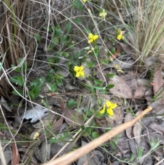 Goodenia hederacea subsp. hederacea at Black Mountain - 10 Dec 2023