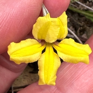 Goodenia hederacea subsp. hederacea at Black Mountain - 10 Dec 2023