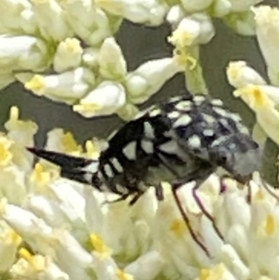 Hoshihananomia leucosticta (Pintail or Tumbling flower beetle) at Red Hill NR (RED) - 10 Dec 2023 by JamonSmallgoods