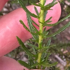 Olearia tenuifolia (Narrow-leaved Daisybush) at Cook, ACT - 10 Dec 2023 by lbradley