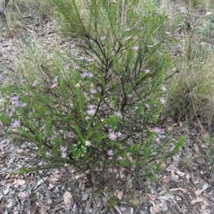 Olearia tenuifolia at Aranda Bushland - 10 Dec 2023