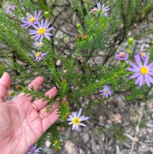 Olearia tenuifolia at Cook, ACT - 10 Dec 2023