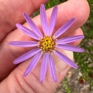 Olearia tenuifolia at Cook, ACT - 10 Dec 2023