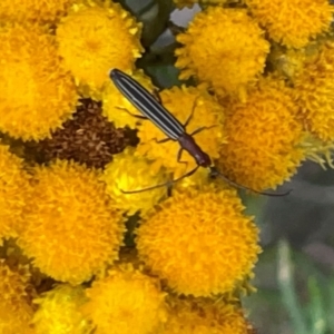 Syllitus microps at Red Hill NR (RED) - 10 Dec 2023 01:39 PM