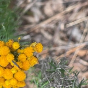 Syllitus microps at Red Hill NR (RED) - 10 Dec 2023