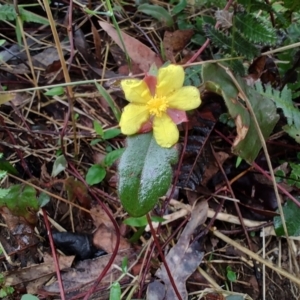 Hibbertia dentata at Surf Beach, NSW - 10 Dec 2023 09:29 AM