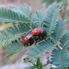 Calomela curtisi (Acacia leaf beetle) at Bombay, NSW - 9 Dec 2023 by MatthewFrawley