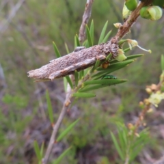 Trigonocyttara clandestina (Less-stick Case Moth) at Bombay, NSW - 9 Dec 2023 by MatthewFrawley