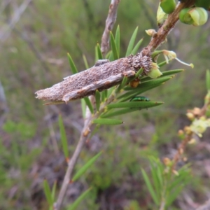 Trigonocyttara clandestina at QPRC LGA - 9 Dec 2023