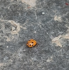 Hippodamia variegata (Spotted Amber Ladybird) at Crestwood, NSW - 10 Dec 2023 by hyperchlorinated