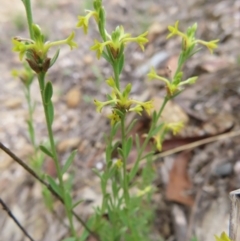 Pimelea curviflora var. sericea (Curved Riceflower) at QPRC LGA - 9 Dec 2023 by MatthewFrawley