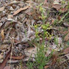 Pimelea curviflora var. sericea at QPRC LGA - 9 Dec 2023 04:26 PM