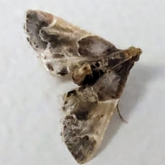 Scenedra decoratalis (A Pyralid moth) at Lions Youth Haven - Westwood Farm - 10 Dec 2023 by HelenCross