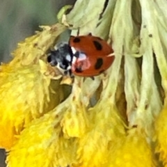 Hippodamia variegata (Spotted Amber Ladybird) at Deakin, ACT - 10 Dec 2023 by JamonSmallgoods