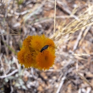 Dasytinae (subfamily) at Franklin Grassland (FRA_5) - 27 Nov 2023 11:13 AM