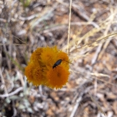 Dasytinae (subfamily) at Franklin Grassland (FRA_5) - 27 Nov 2023 11:13 AM