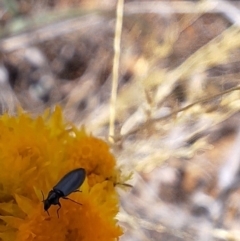 Dasytinae (subfamily) at Franklin Grassland (FRA_5) - 27 Nov 2023 11:13 AM