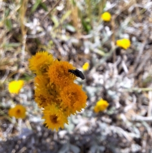 Dasytinae (subfamily) at Franklin Grassland (FRA_5) - 27 Nov 2023 11:14 AM