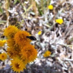 Dasytinae (subfamily) at Franklin Grassland (FRA_5) - 27 Nov 2023 11:14 AM