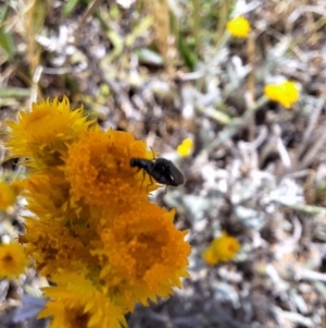 Dasytinae (subfamily) at Franklin Grassland (FRA_5) - 27 Nov 2023 11:14 AM