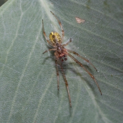Deliochus sp. (genus) (A leaf curling spider) at Fraser, ACT - 14 Feb 2023 by AlisonMilton
