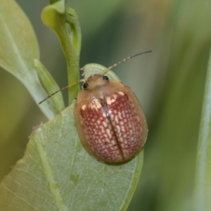 Paropsisterna decolorata at Fraser, ACT - 14 Feb 2023