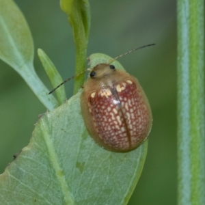 Paropsisterna decolorata at Fraser, ACT - 14 Feb 2023