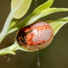 Paropsisterna decolorata at Fraser, ACT - 14 Feb 2023