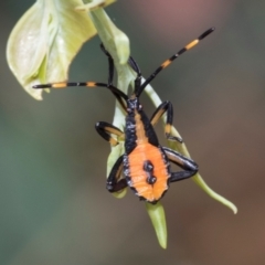 Amorbus sp. (genus) (Eucalyptus Tip bug) at Fraser, ACT - 14 Feb 2023 by AlisonMilton