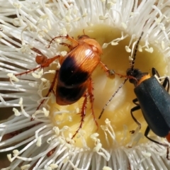 Phyllotocus navicularis (Nectar scarab) at Wodonga, VIC - 9 Dec 2023 by KylieWaldon